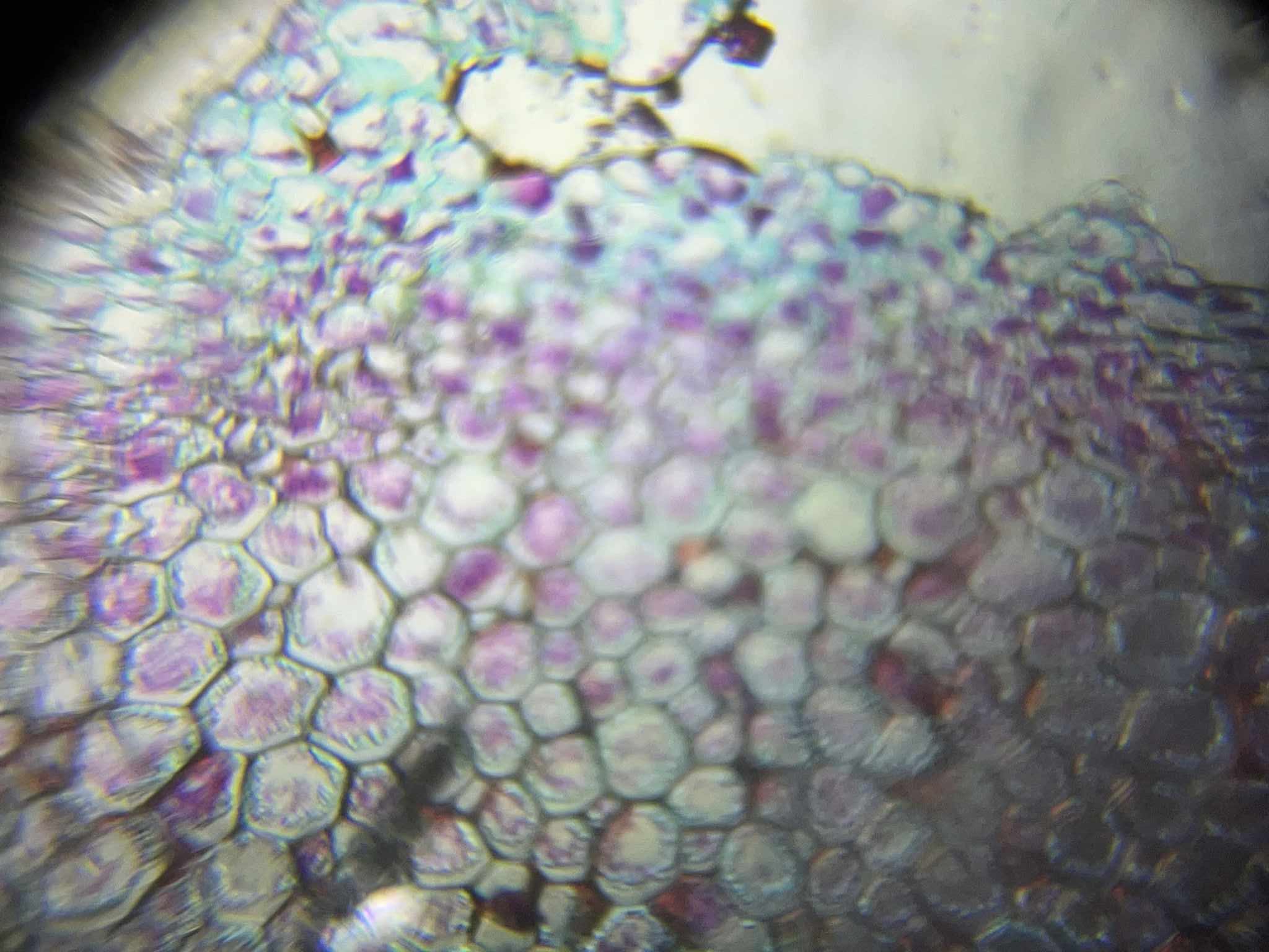 495727956 1273026228160435 7418429869239249957 n